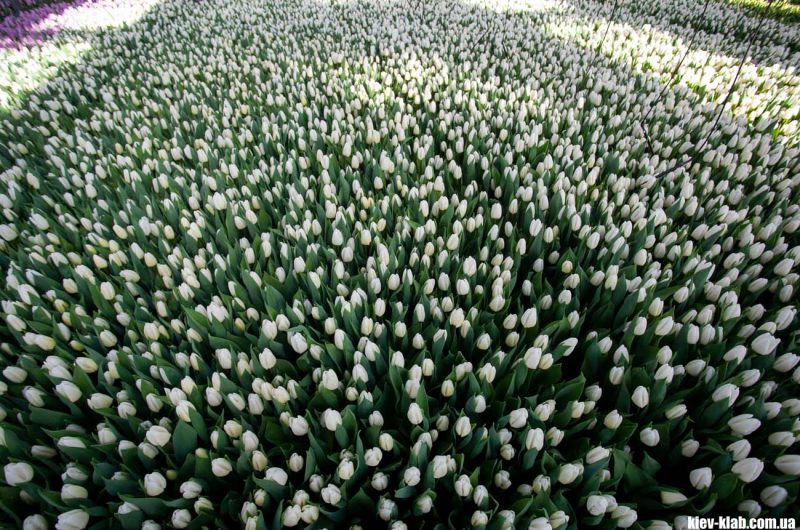 Белые тюльпаны Камелия